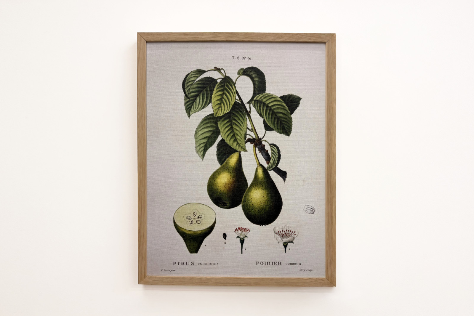Poirier - in "Nouveau Duhamel du Monceau ou traité des arbres et arbusti che la cultura in Francia", figure secondo i disegni di P.J. Redoute e P. Bessa, Parigi - Pierre Joseph (after) Redoute
