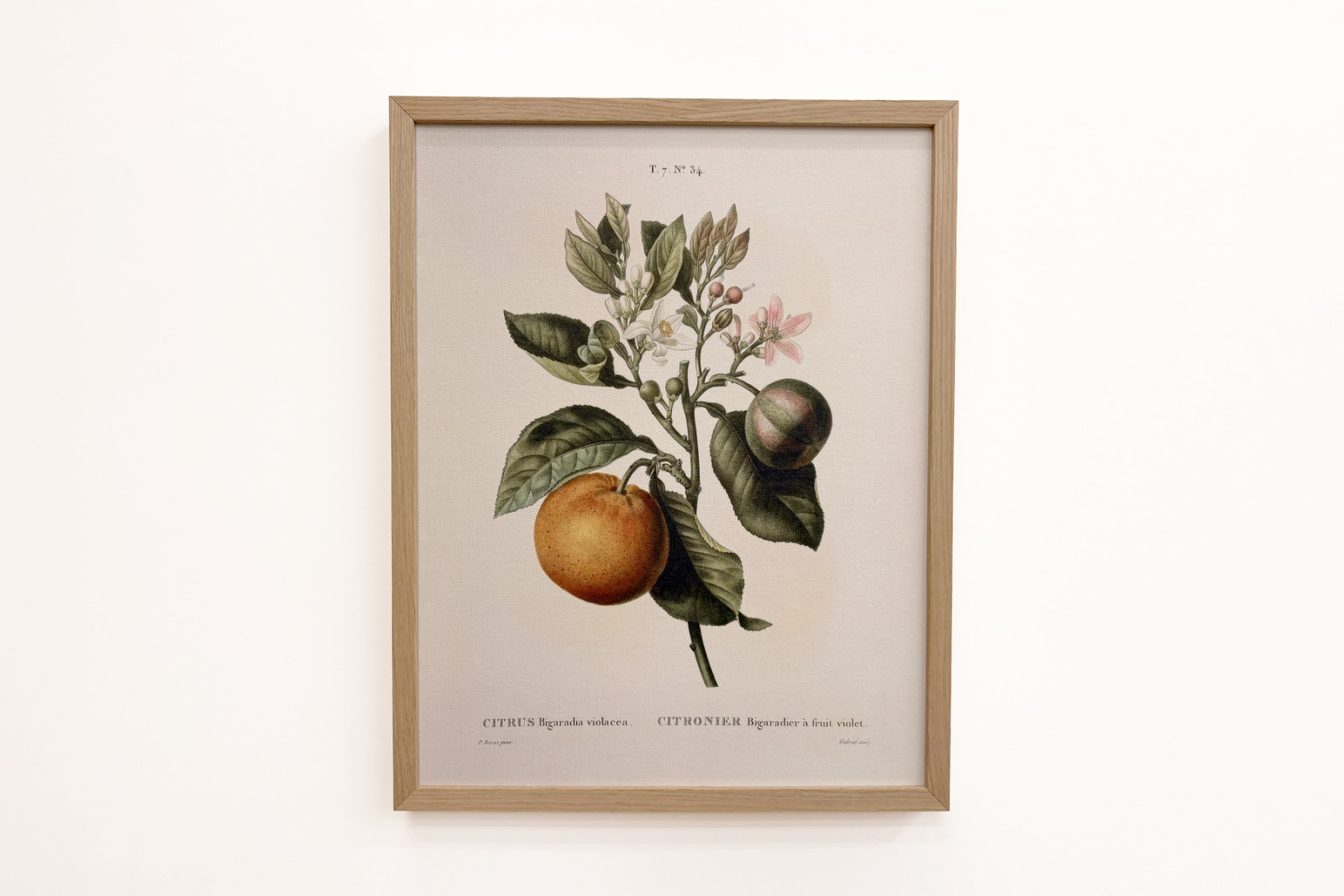Arancio amaro (Citrus aurantium) con frutto viola di Pierre Joseph Redouté - Pierre-Joseph Redouté
