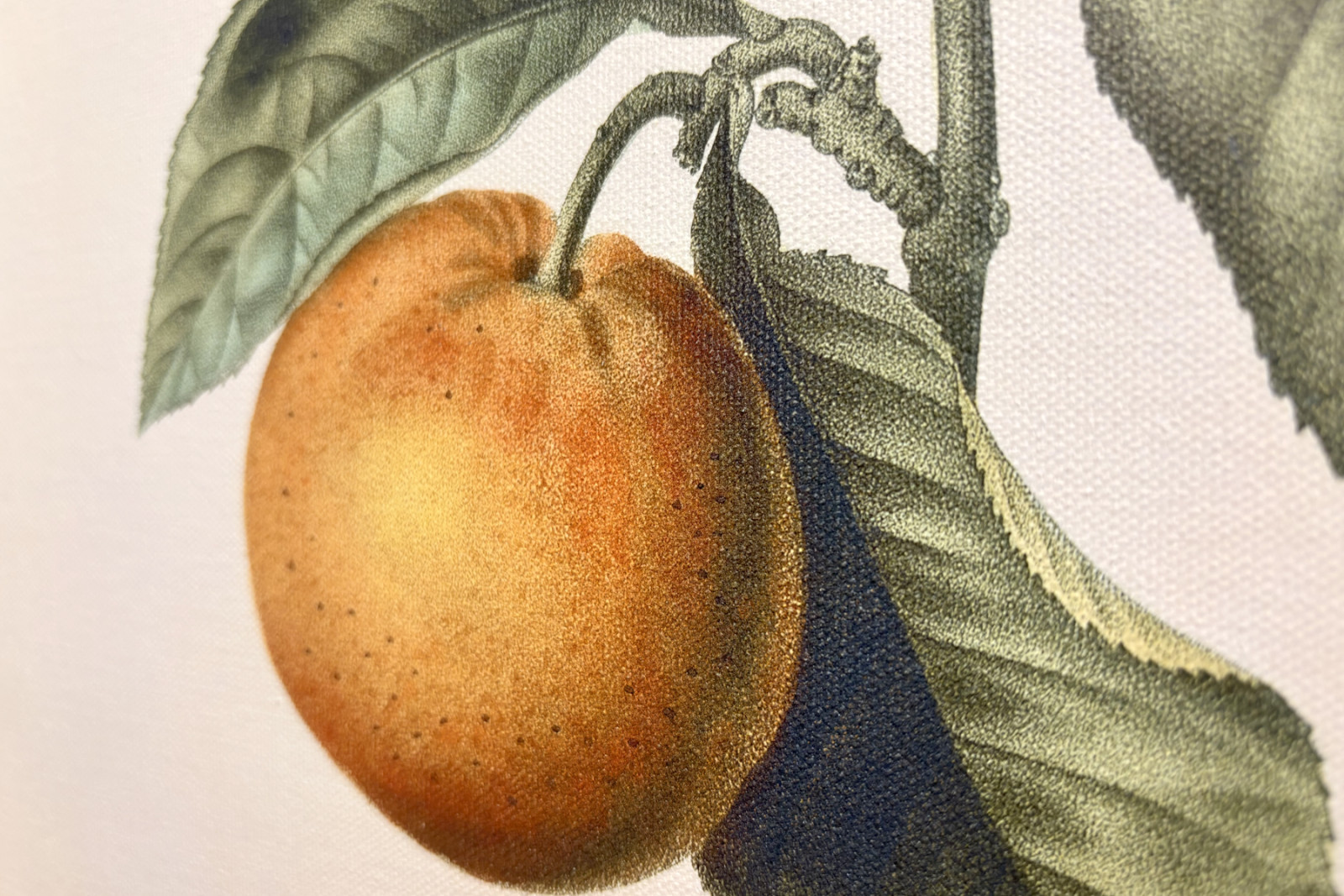 Arancio amaro (Citrus aurantium) con frutto viola di Pierre Joseph Redouté - Pierre-Joseph Redouté