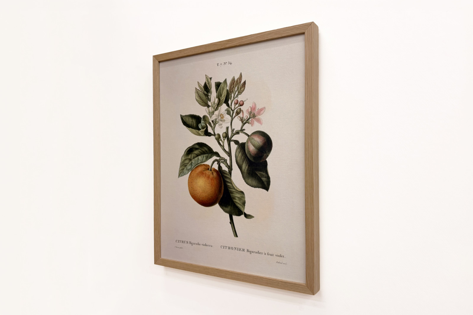 Arancio amaro (Citrus aurantium) con frutto viola di Pierre Joseph Redouté - Pierre-Joseph Redouté