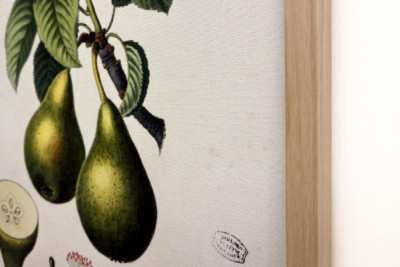 Poirier - in "Nouveau Duhamel du Monceau ou traité des arbres et arbusti che la cultura in Francia", figure secondo i disegni di P.J. Redoute e P. Bessa, Parigi