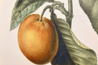Arancio amaro (Citrus aurantium) con frutto viola di Pierre Joseph Redouté