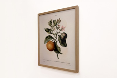 Arancio amaro (Citrus aurantium) con frutto viola di Pierre Joseph Redouté