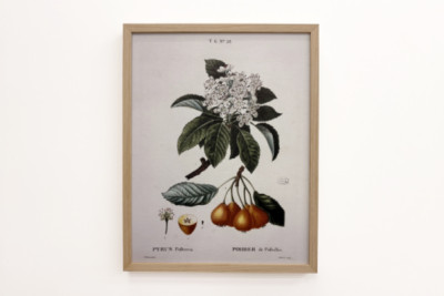 Poirier de Pollviller - in “Nouveau Duhamel du Monceau ou traité des arbres et arbustes que le culture en France”, figure secondo i disegni di P.J. Redoute e P. Bessa, Parigi