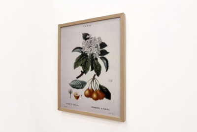 Poirier de Pollviller - in “Nouveau Duhamel du Monceau ou traité des arbres et arbustes que le culture en France”, figure secondo i disegni di P.J. Redoute e P. Bessa, Parigi