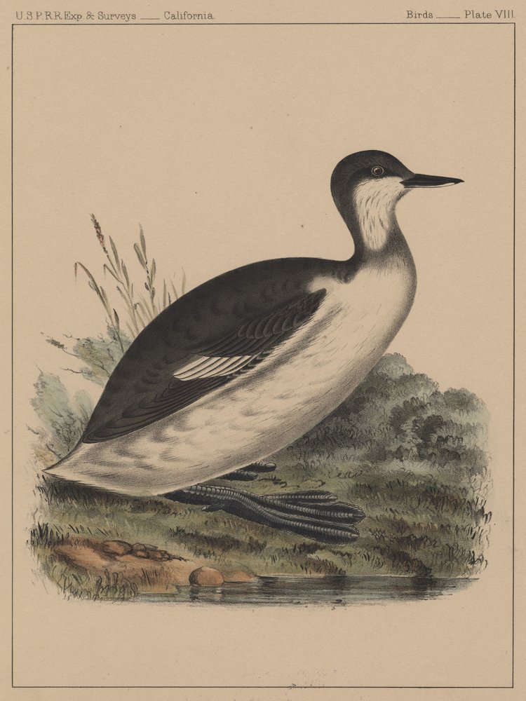 Uccelli, Tavola VIII da American School