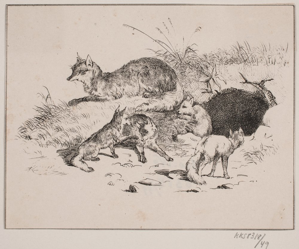 La volpe da Johan Adolph Kittendorff