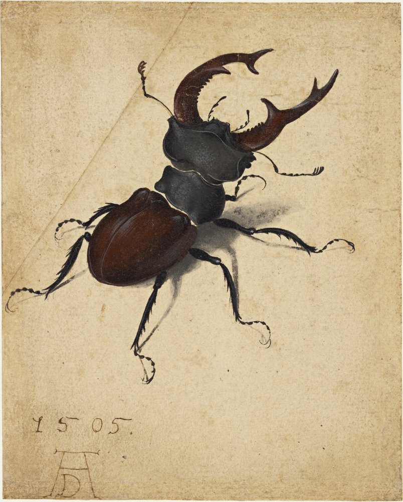 Cervo volante | Albrecht Dürer | Stampa d'arte