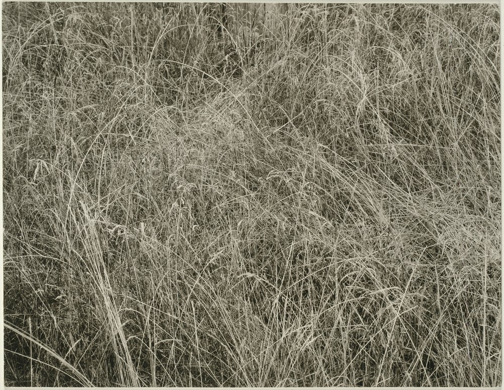 Erba, 1933 da Alfred Stieglitz