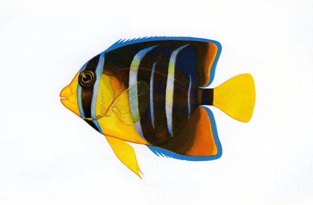 Stampa vintage di un pesce angelo regina da American School