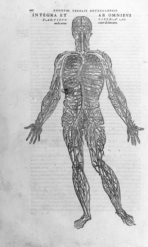 Andrea Vesalio (1514 - 1564), medico di Carlo V. "Humani corporis fabrica libri septem", Basilea 1543. da Andreas Vesalius