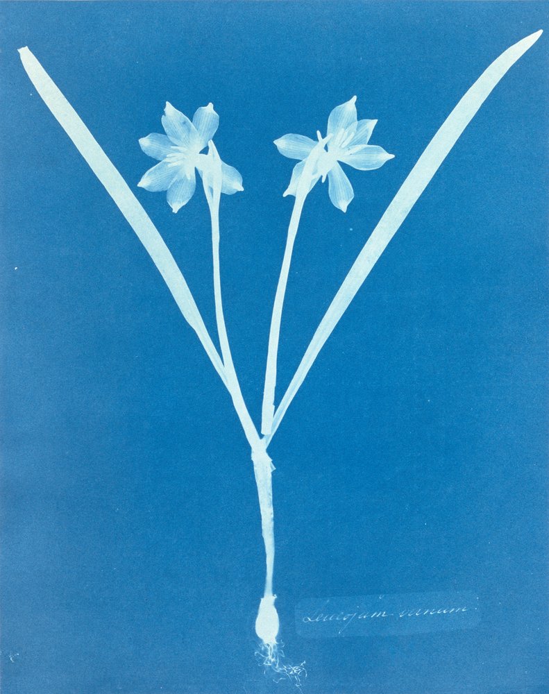 Leucojam Varium | Anna Atkins | Stampa d'arte