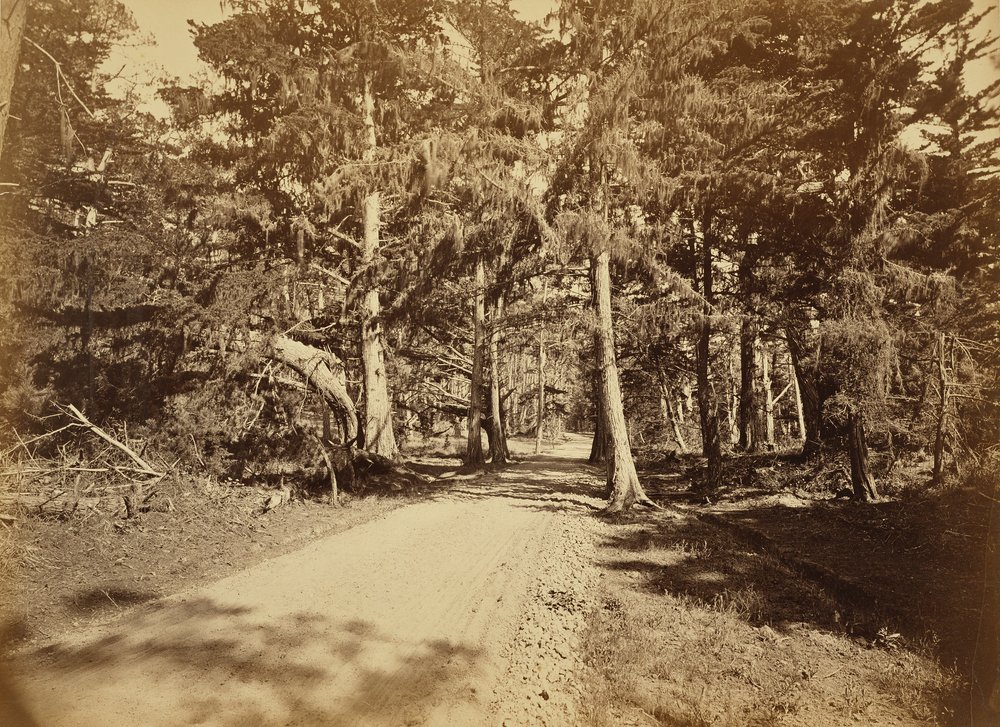 [Monterey, California. Moss Avenue, 18 Mile Drive]. da Carleton Watkins