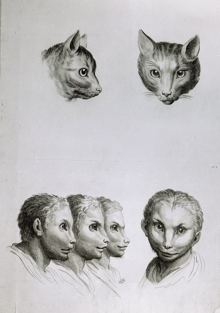 Somiglianze tra la testa di un gatto e quella di un uomo, da «Livre de portraiture pour ceux qui commencent à dessiner» di Le Brun da Charles Le Brun