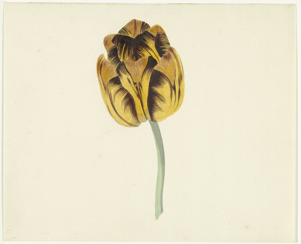 Tulipano chiamato Bizard Leodie | Cornelis van Noorde