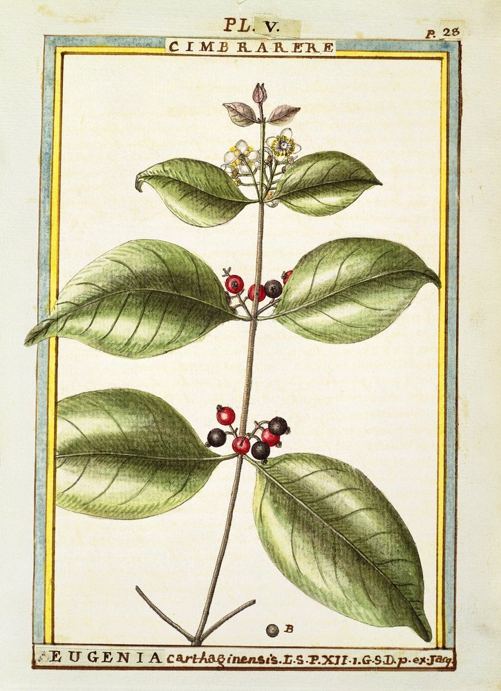 Eugenia Carthaginensis, acquerello di Delahaye da Delahaye Delahaye