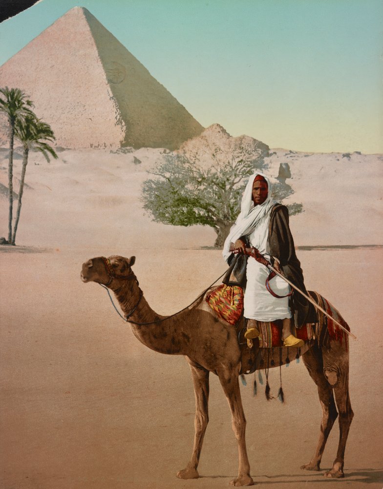 Beduino su un cammello e la Grande Piramide, Il Cairo, Egitto da Detroit Photographic Co.