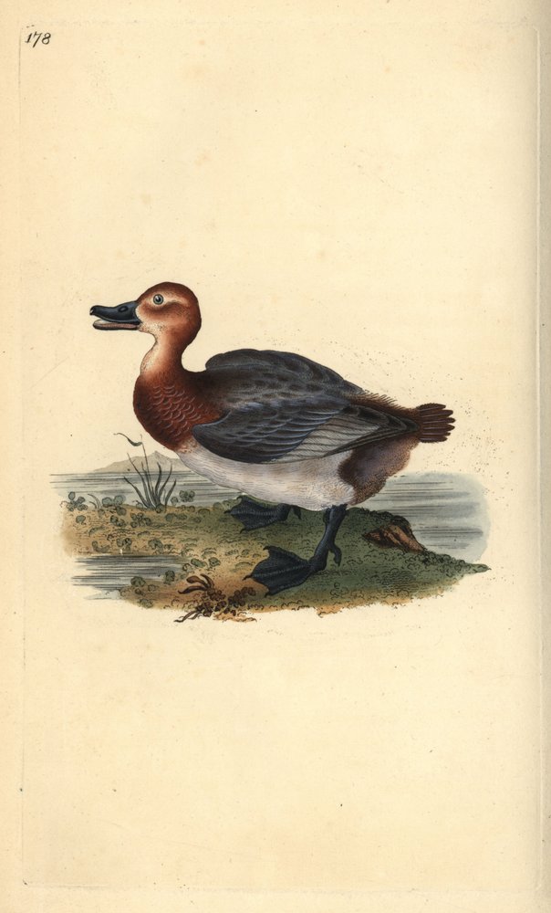 Moriglione, Aythya ferina (femmina) da Edward Donovan