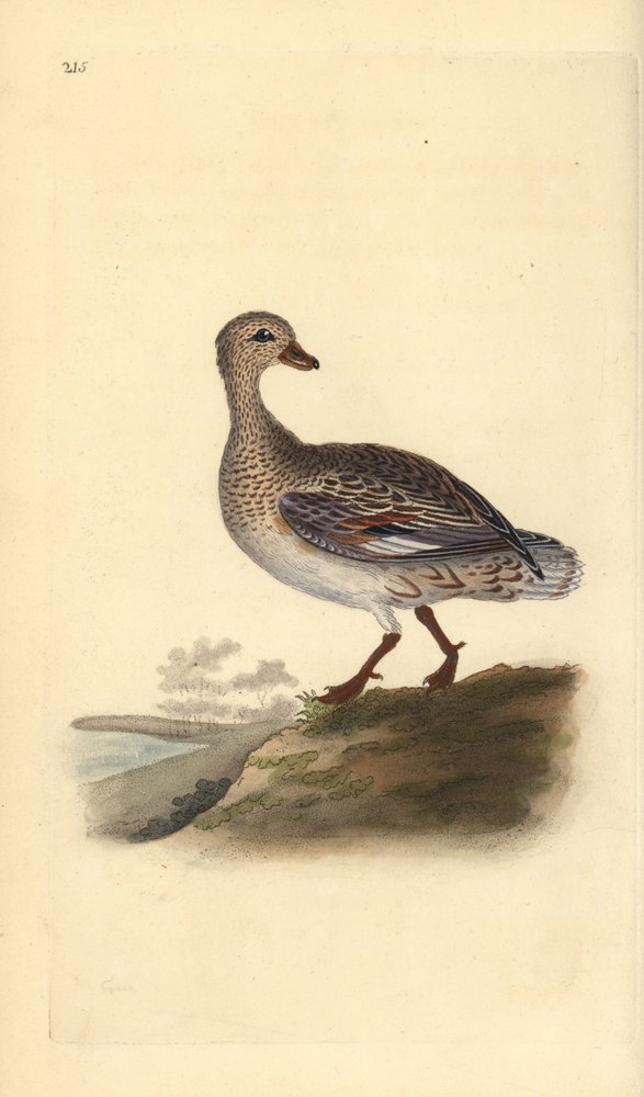 Canapiglia (femmina), Anas strepera da Edward Donovan