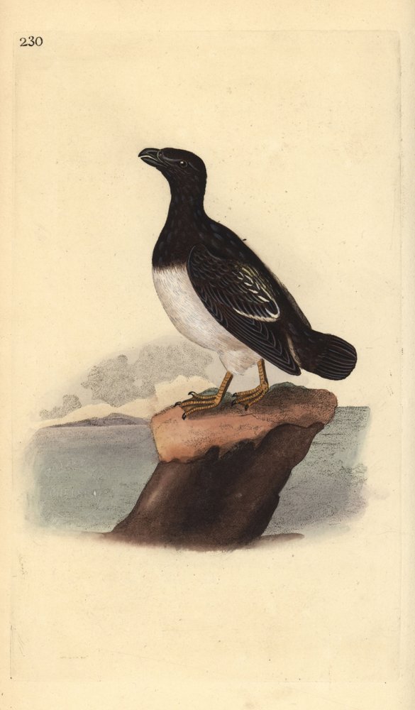 All alle (femmina). Incisione a mano colorata disegnata e incisa da Edward Donovan dal suo "Natural History of British Birds," Londra da Edward Donovan