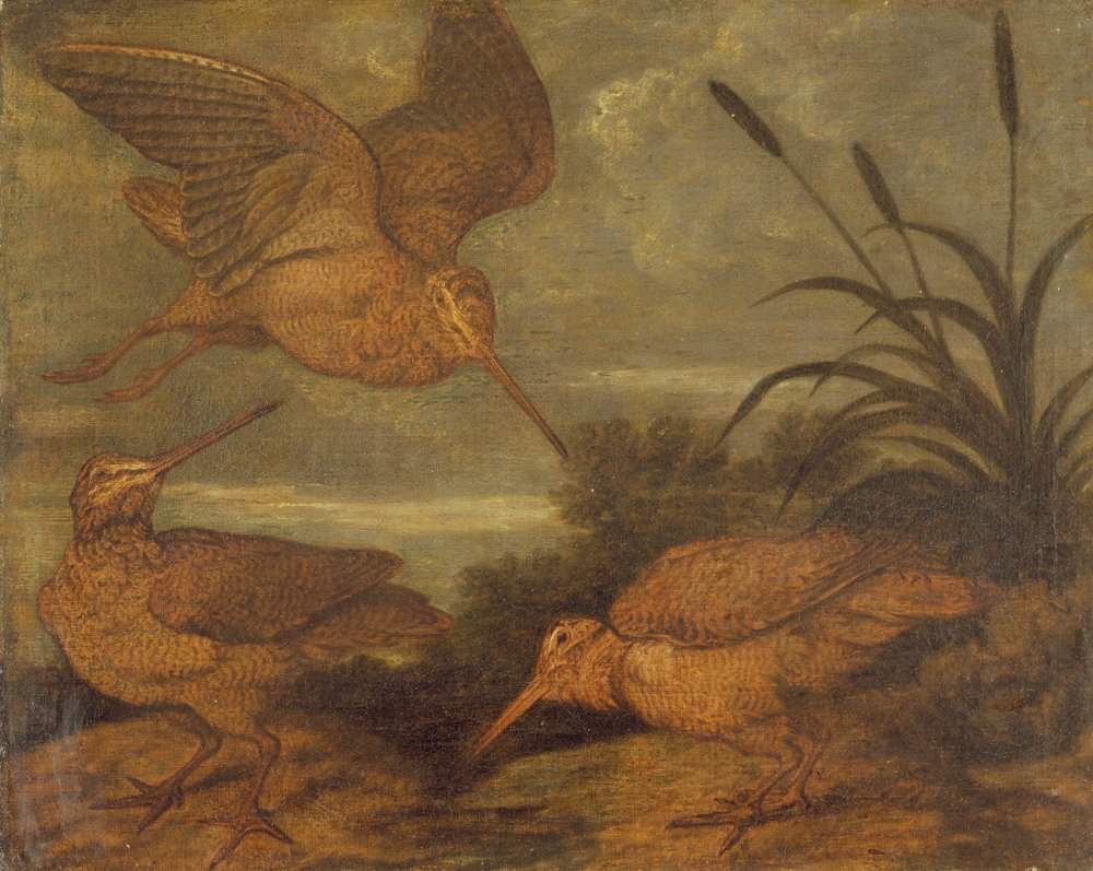 Beccaccia al crepuscolo, ca. 1676 da Francis Barlow