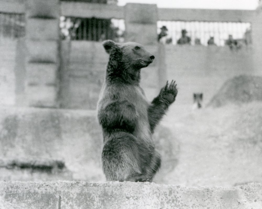 Un orso bruno seduto davanti ai visitatori nel suo recinto sulle ...