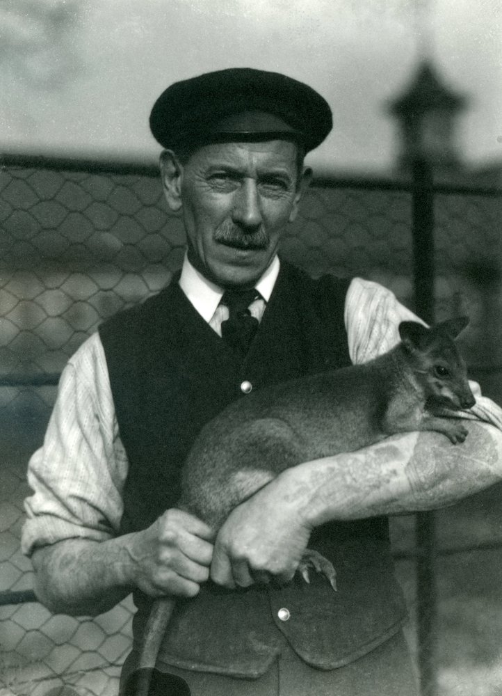 Il guardiano G. Blore con un wallaby allo zoo di Londra, ottobre 1920 da Frederick William Bond