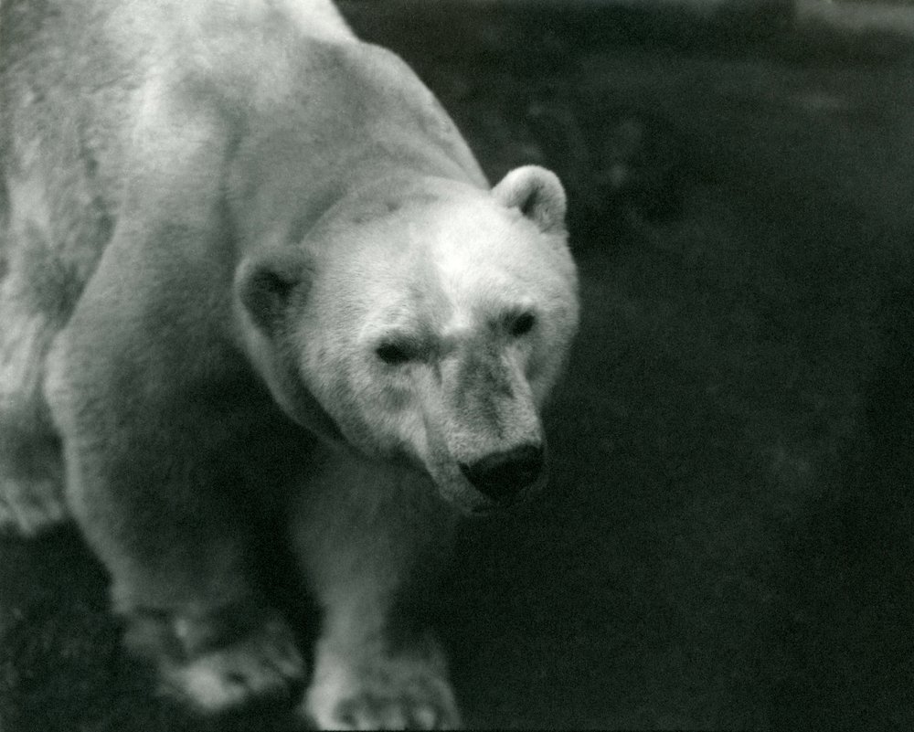 Orso polare 
