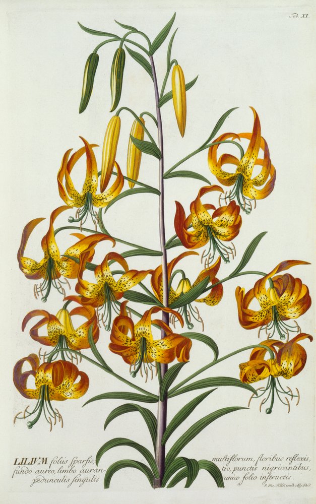 Giglio turco americano, c. 1740 incisione colorata a mano da "Georg Dionysius Ehret
