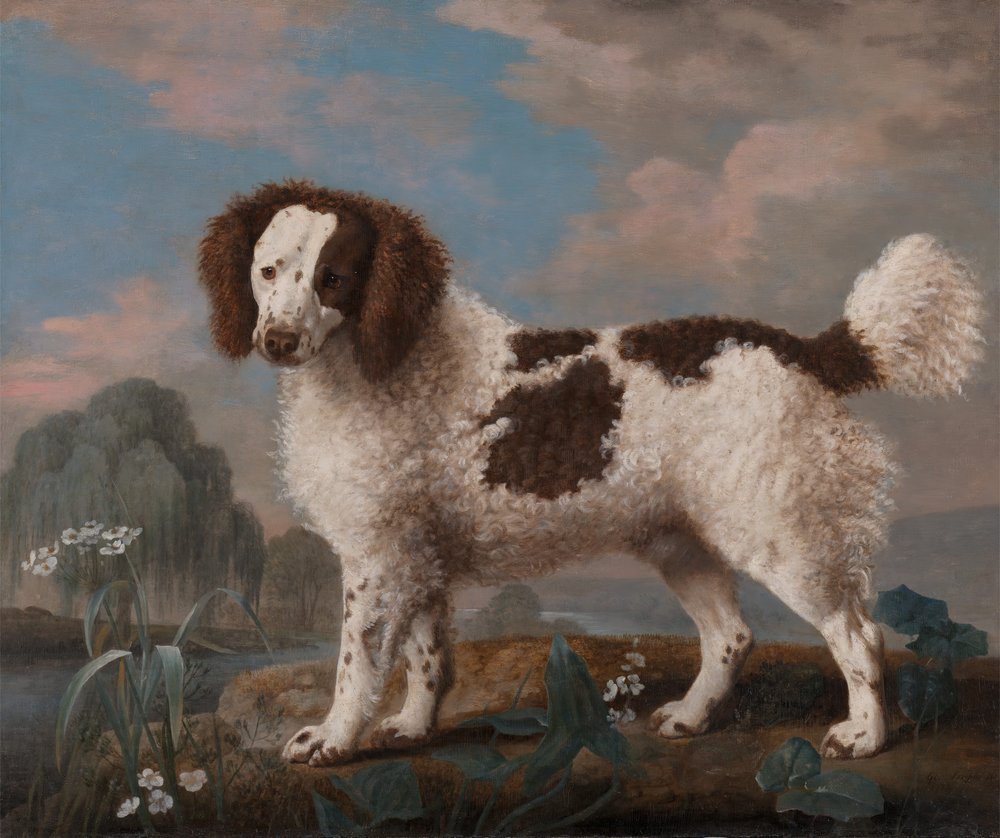 Spaniel Norfolk o Spaniel d