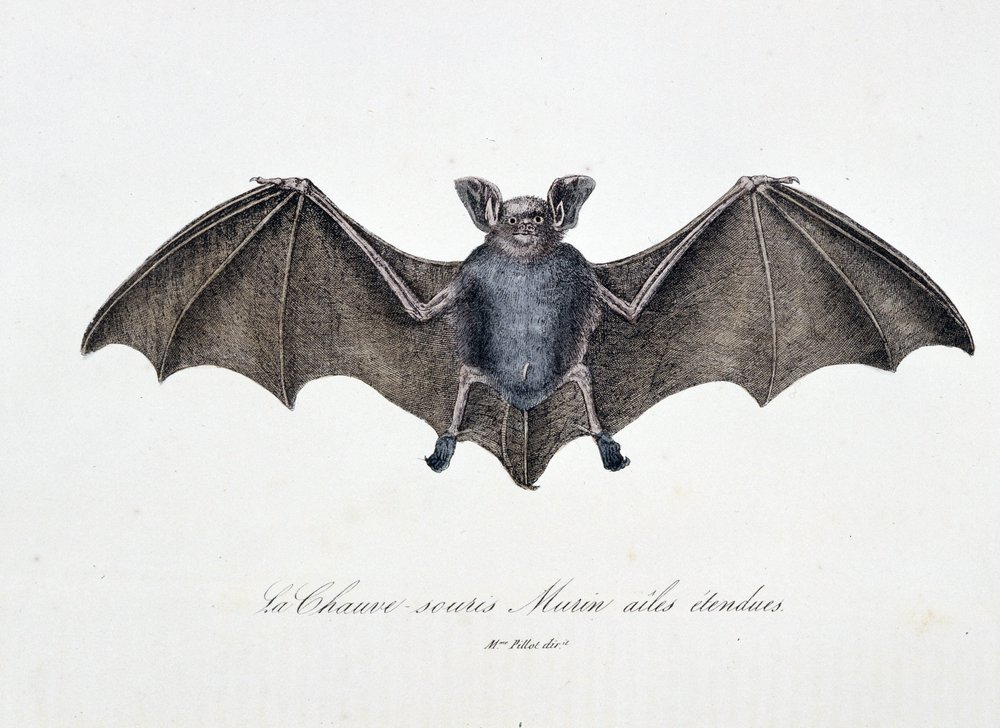 Tavola di Storia Naturale: Tavola zoologica rappresentante il Pipistrello Murin ad ali spiegate - in "Opere complete di Buffon" del naturalista Georges Louis Leclerc, Conte di Buffon (1707 - 1788). Incisione del 1837. da Georges-Louis Leclerc