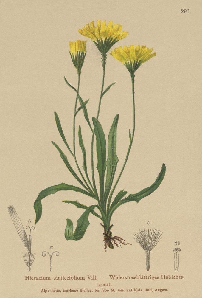 Milkwort ombrello (Hieracium staticefolium, Hieracium staticifolium, Tolpis staticifolia, Chlorocrepis staticifolium, Chlorocrepis staticifolia) da German School