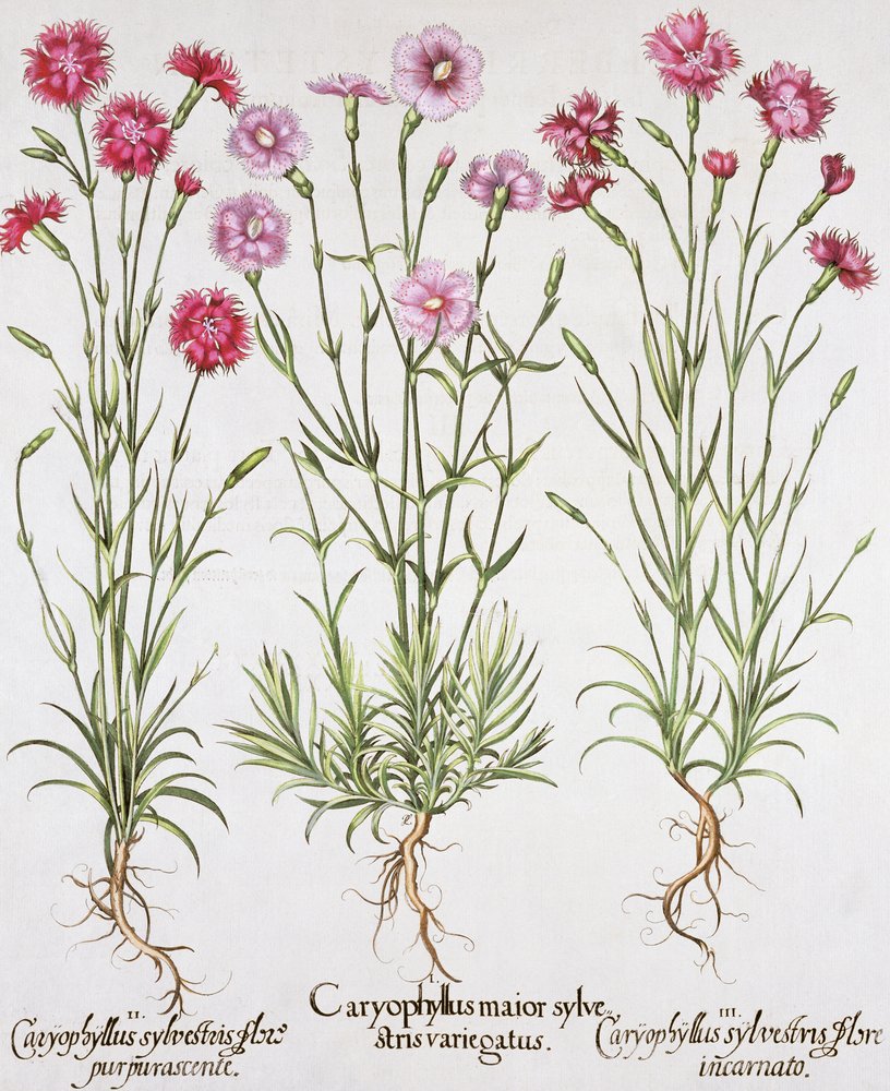 Varie varietà di Dianthus, da Hortus Eystettensis di Basil Besler, pub. 1613 da German School