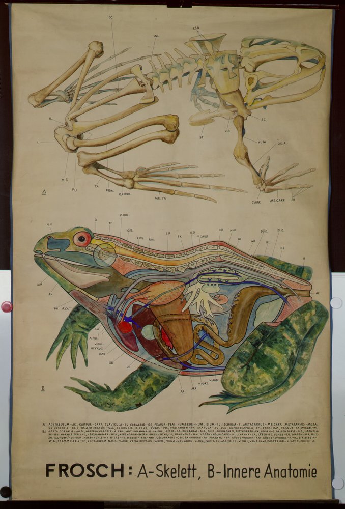 Carta murale dello scheletro e dell'anatomia di una rana