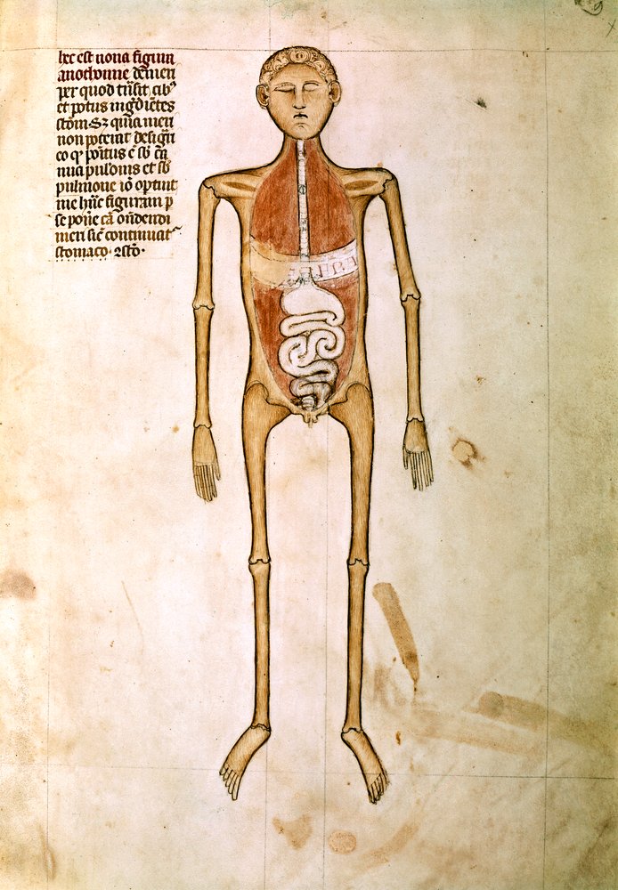 ANATOMIA: Miniatura da "Anatomia" di Guido da Vigevano, medico del re Filippo VI di Francia (miniatura) da Guido da Vigevano da Pavia