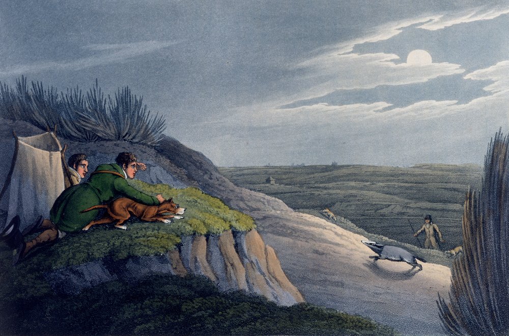 Cattura del tasso, 1820 da Henry Thomas Alken