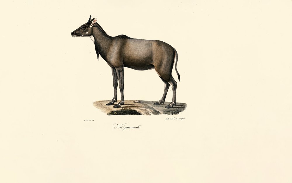 Antilope Nilgai (Nilgai, maschio) da Jacques Christophe Werner