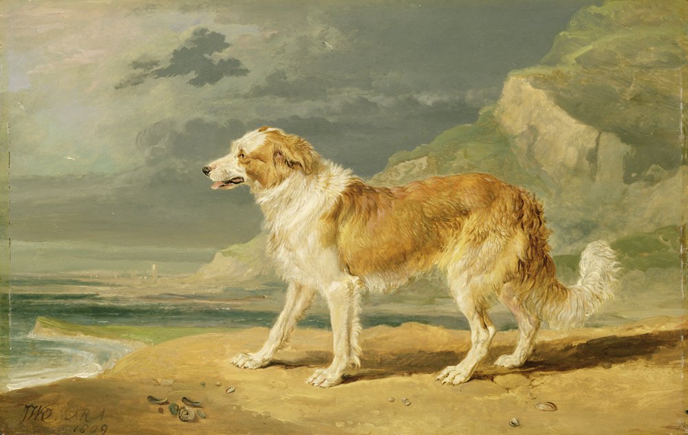 Collie a pelo lungo, 1809 da James Ward