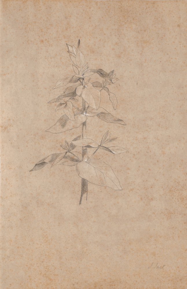 Studio di piante | Jens Juel | Stampa d'arte