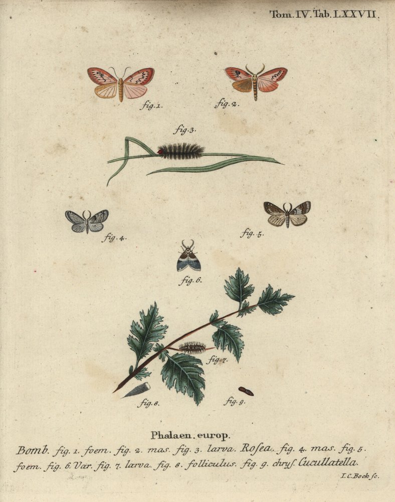 Falena rosata e falena dal mantello corto | Johann Carl Bock