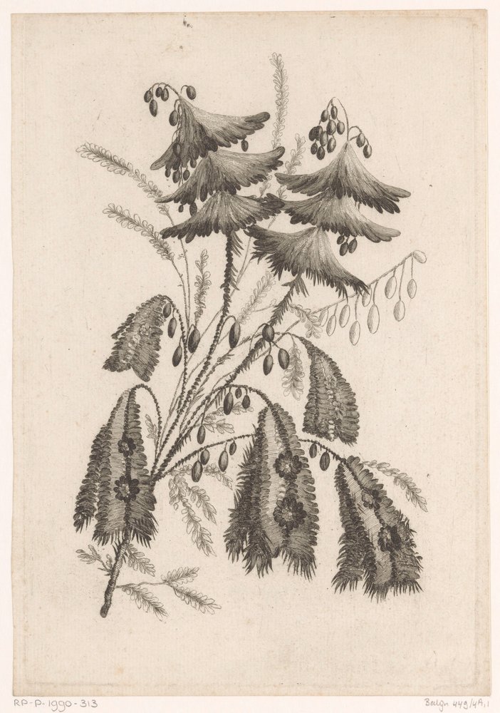 Fiori a forma di parasole da Johann Heinrich  Hess