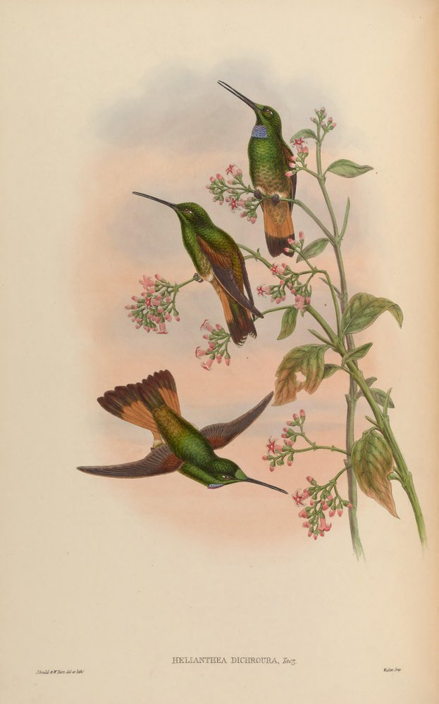 Una monografia dei Trochilidae, o famiglia dei colibrì da John Gold