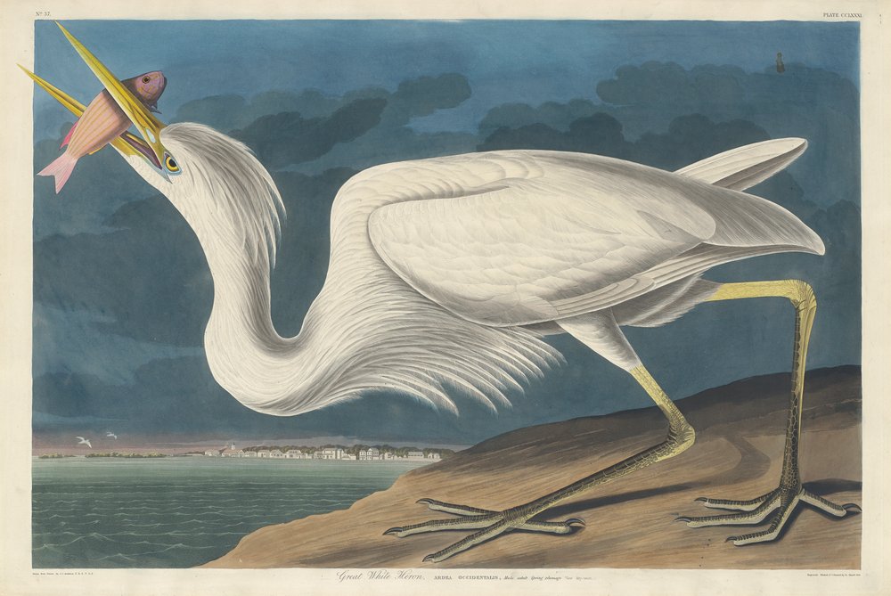 Grande Airone Bianco, 1835 da John James Audubon