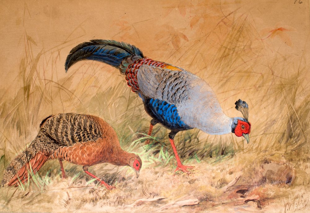 Fagiano siamese (Euplocamus praelatus), 1852-54 da Joseph Wolf