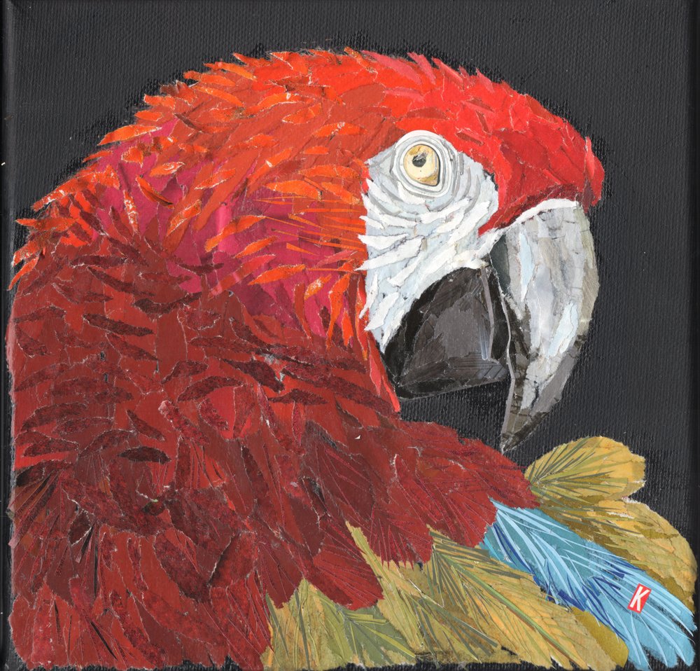 Pappagallo ara rosso da Kirstie Adamson