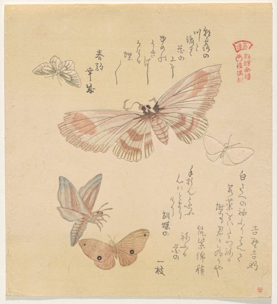 Farfalle e falene, dalla serie Un volo di farfalle (Gunchō Gafu) da Kubo Shunman