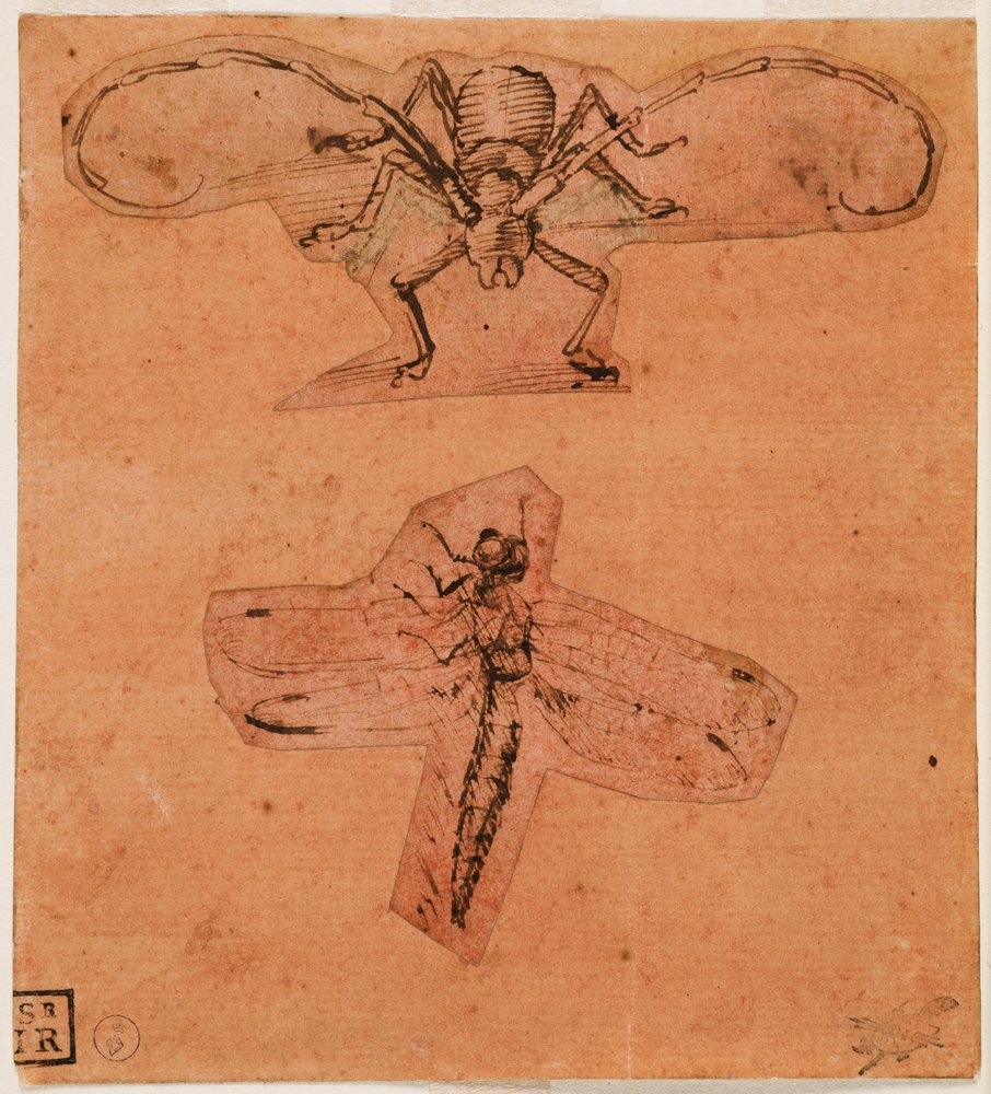 Studio di insetti, c. 1480 (disegno superiore) e c. 1503-1505 (disegno inferiore) da Leonardo da Vinci
