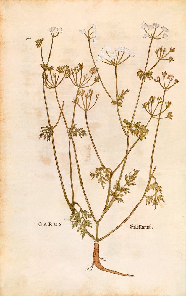 Cumino dei prati - Carum carvi (Caros) di Leonhart Fuchs da De historia stirpium commentarii insignes (Notable Commentaries on the History of Plants), incisione colorata da Leonhard Fuchs