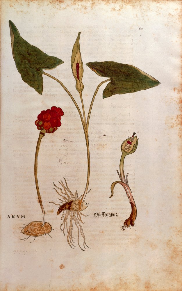 Gigaro italiano - Arum italicum (Arum) di Leonhart Fuchs da De historia stirpium commentarii insignes, incisione colorata da Leonhard Fuchs