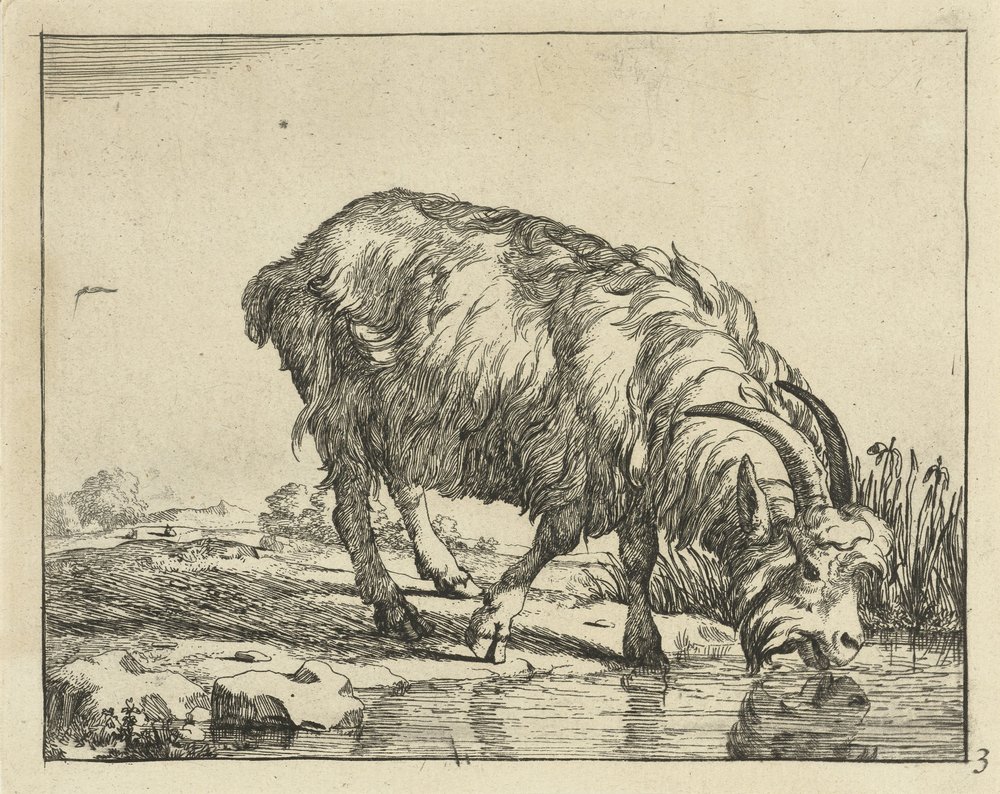 Capra che beve | Marcus de Bye | Stampa d'arte